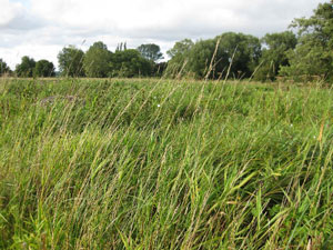 Water Meadows